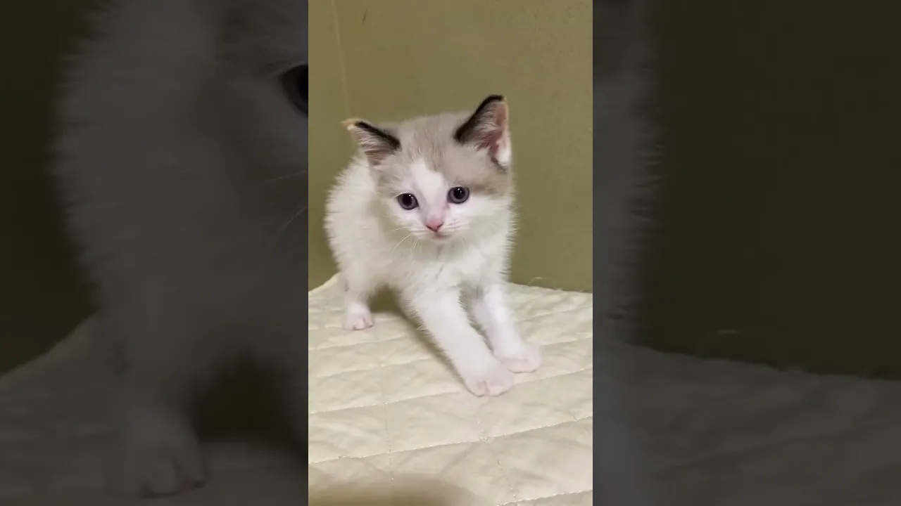 動画