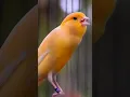 Download Lagu Canary Singing birds sounds at its best | Melodies Canary Bird song #bird #canary #shorts