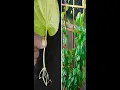 Download Lagu How To Grow Betel Leaves (Paan) Plant From Single Leaves With In Water#eyemakeup#composite#crafting