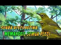 Download Lagu Suara pleci betina hitungan detik semua pleci nyaut jantan buka paruh 