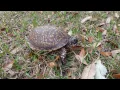 Download Lagu Box turtle hisses and hides
