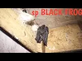 Suara panggil walet BLACK FROG by kelana