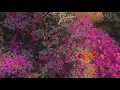 La Niña Del Volcan (Atzael Trash Remix)