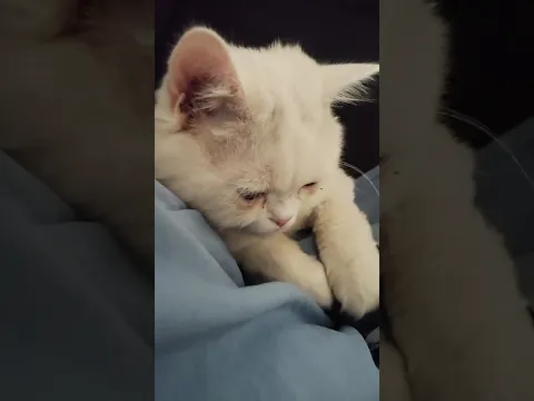 cute cat video 😻 Quran sunny aya bitwa #catvideos #cat #cats #vlog#Quranicat#kitten