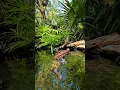 Mushu the dwarf caiman
