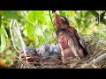 Download Lagu Baby Bird Fights a BUG Attack on it || Bulbul baby birds transformation | day 6 EP 11