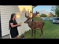 Олень Борис літом памʼятає де його годують  #irysik3076 #deer #animals #олень #оленьборис#оленьборя