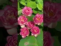 Download Lagu Bunga Seroja | Seroja 'The Sacred Lotus' (Nelumbo nucifera) | Beautifull Lotus Flower #flowers #fypシ