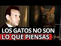 Lagu La Profecía de Samael Aun Weor Sobre los Gatos Está Sucediendo Ahora