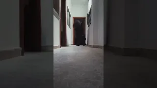 شيطان الرعب الاسود دندنها