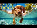 Download Lagu 24 Hours Anti Anxiety Music for Dogs: Dogs TV \u0026 Boredom Busting Videos for Dogs with Calming Music