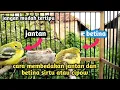 Lagu membedakan jantan dan betina burung sirtu anakan