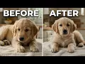 Episode 4 Puppy s First Nail Trim WITHOUT Fear Beginner Puppy Grooming Guide