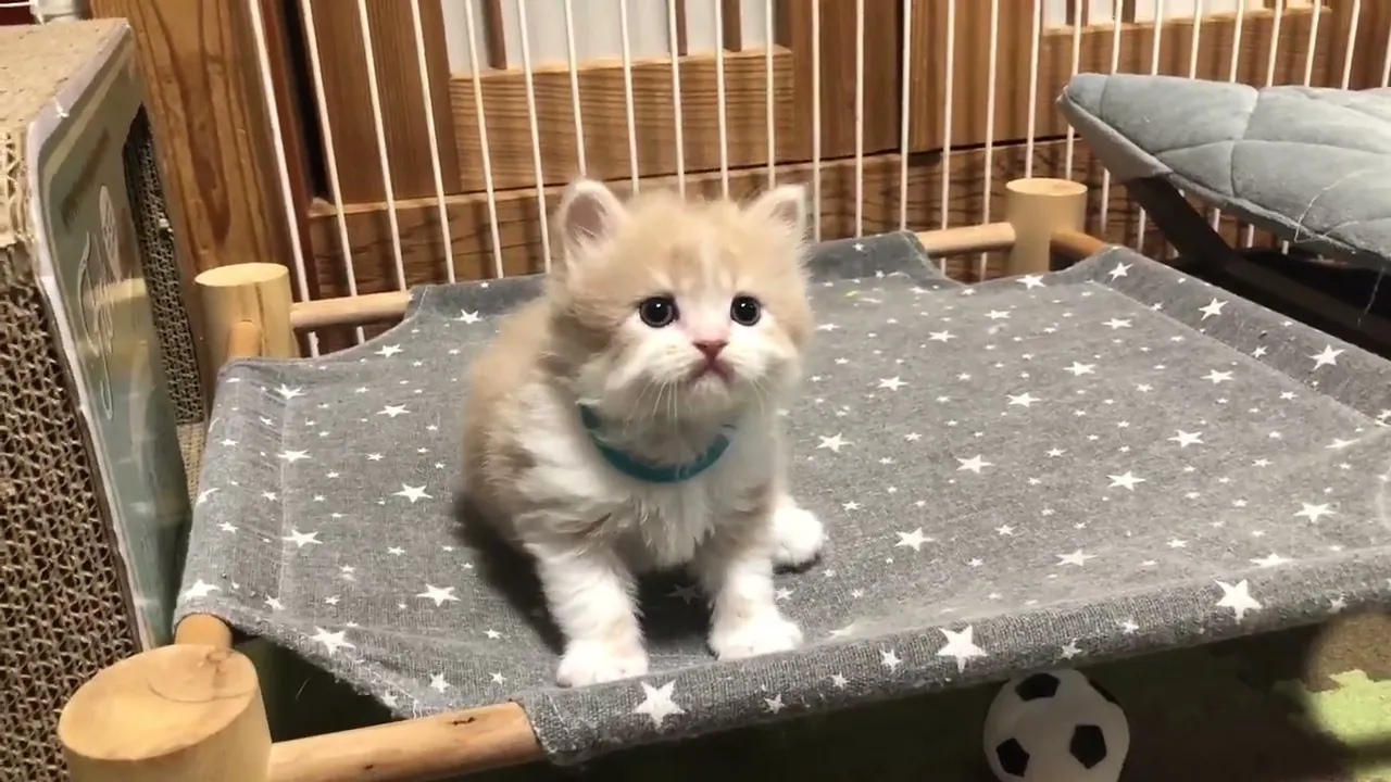 動画