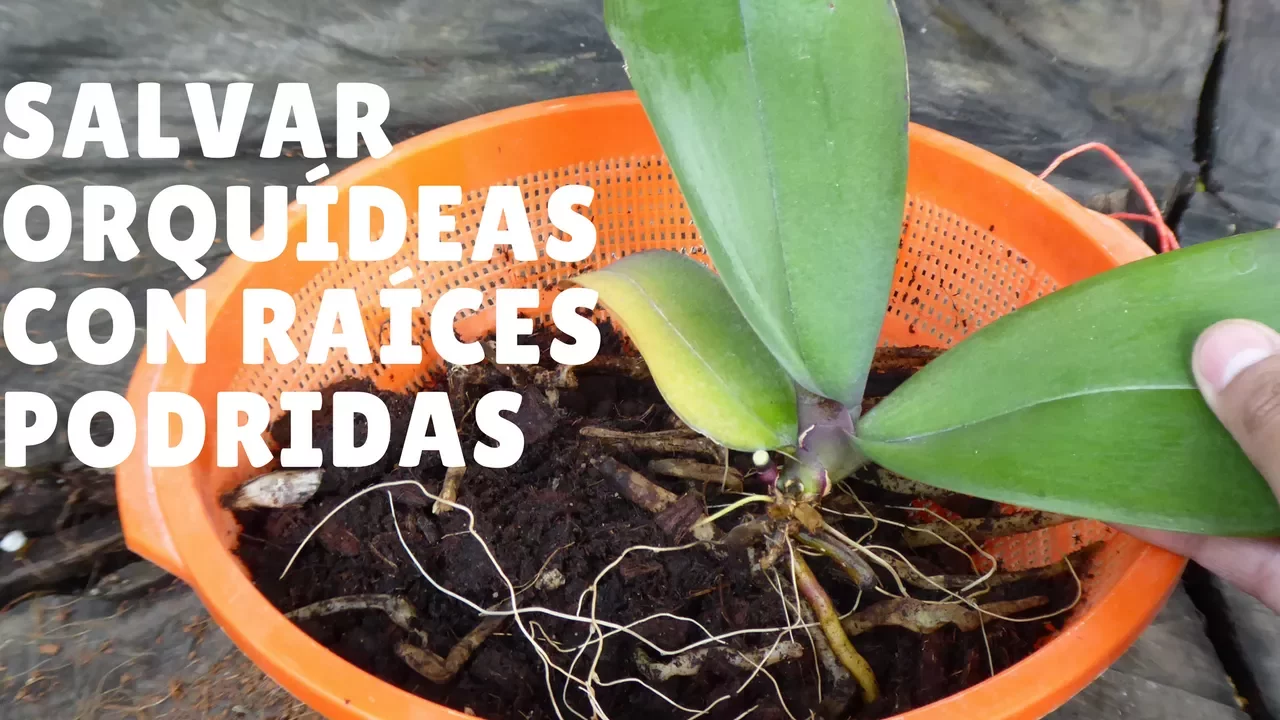 SALVAR ORQUÍDEAS CON RAÍCES PODRIDAS #1: SALVAR LA ORQUÍDEA ORQUIPLANET
