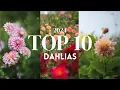 Download Lagu My Top 10 Dahlias 2024!