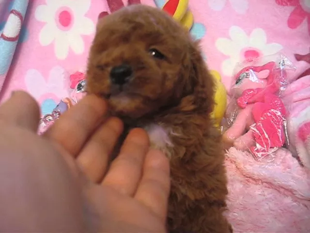 動画