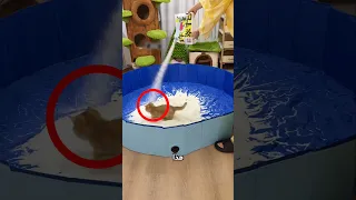 الرجل يعلم قطته بطريقة مبتكرة 