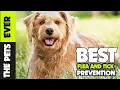 The 5 Best Flea and Tick Prevention for Dogs in 2023
