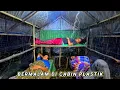 Download Lagu Zware regenval in een plastic hut 's nachts, rustgevend geluid van regen, lekker slapen