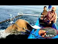 Download Lagu Ngeri! Monster paling ditakuti Manusia SAKING BESARNYA TAK BISA DINAIKKAN DALAM PERAHU