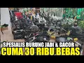 Download Lagu UPDATE HARGA BURUNG JADI DAN GACORAN HARI INI DIKIOS LEGEND PASAR BURUNG PRAMUKA