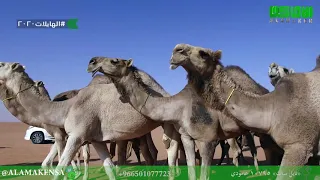 مسيرة رجل الاعمال ومالك الابل محمد بن مسيفر بن مفلح الصواط فئة 50 لون حمر 