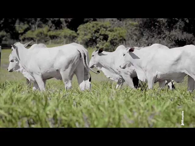 4 Novilhas Nelore P.O.