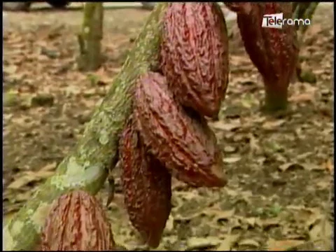 Ecuador Agropecuario 11-04-2018