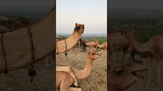 تم تزاوج الجمل والن اقة وهما في حالة انسجام وهدوء في الصحراء صحراء العرب Farmanimals 