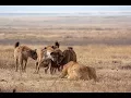 National Geographic Documentary Animals Eternal Enemies Lions vs Hyenas more - Animal Documentary