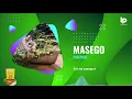 Masego | Passport (Lyric Video)