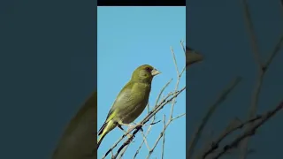 تغريد طائر الخضري نداء الذكر للصيد دندنها