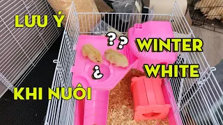 Notes when raising Winter White hamsters