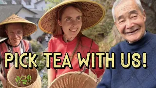 茶の季節の農村：中国で最もかわいい杭州の茶館？