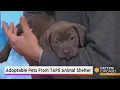 Adoptable Pets From TAPS Animal Shelter