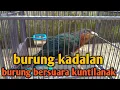 Lagu BURUNG KADALAN BIRAH BERSUARA KUNTILANAK