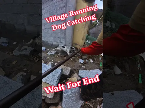 Urban Fastest Dog Catching #shorts #ytshorts #rescue #dog #pets