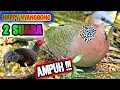 Download Lagu kombinasi, Dua Suara Pikat Burung Tekukur Dan Ayam Hutan || cocok buat nyanggong Di 1 sport
