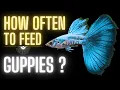 Download Lagu Guppy Fish Care – How Often to Feed Guppies ?