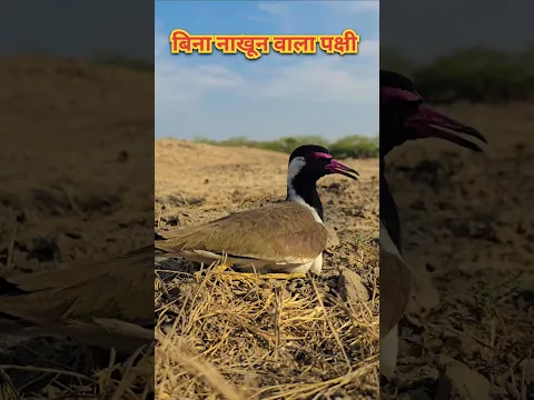 बिना नाखून वाला पक्षी - टिटहरी 🤯 कभी पेड़ पर ना बेठने वाला पक्षी 🤯 #shorts #shortsvideo