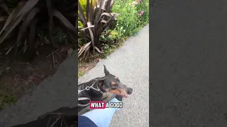 Check out our YouTube .Subscribe!! #dream #fyp #pets #doberman #fypシ
