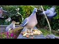 Download Lagu [NO ADS] Katten TV 😸 Vogels en eekhoorns eten op een muur 🕊️🐿️ Vogels voor katten