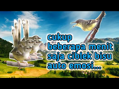 Download MP3 pancingan suara ciblek bisu,cukup 2menit saja ciblek mana pun langsung emosi dan ngebren‼️