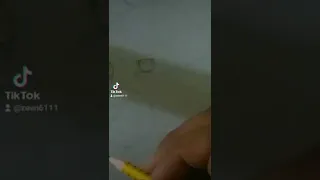 ريم لبوة انثى الاسد  ريم لبوة انثى الاسد