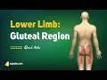 Lower Limb Gluteal Region Surface Anatomy Medical Student Tips and Mnemonics