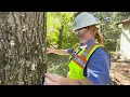 A Day in the Life of a KUB Utility Forester