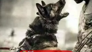 عندي كلب يجري معسكر   حمو بيكا دندنها