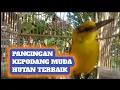 Download Lagu pancingan kepodang bahan  agar cepat gacor || pancingan kepodang trotol
