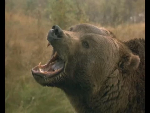 Grizzly Falls Trailer
